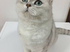 -無邪日式甜品(世博源店)