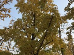 -百林公园-两江幸福广场
