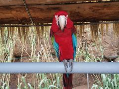 -西霞口神雕山野生动物世界