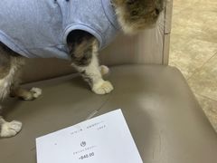 -美联众合动物医院·24h转诊中心