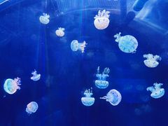 -左海海底世界