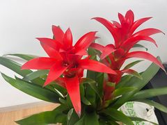 -循礼门鲜花花市(武汉循礼门店)