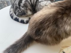 -怪兽屋·羊驼·猫咖·狗咖(俊华广场店)