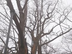 -西湖风景区十里琅珰-五云山