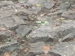 -帽儿山风景区