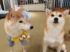 -逗柴咖啡屋·狗咖猫咖宠物桌游