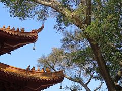 -深圳仙湖植物园