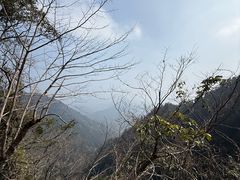 -天目山大树王景区