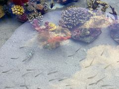 -上海海洋水族馆