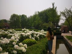 -洛阳市隋唐城遗址植物园