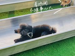-爪吧宠物乐园·宠物泳池(温榆河示范区店)