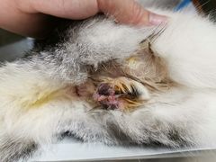 -爱诺耐芙动物医院(万博店)