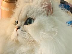 -猫大福·Fortune Cat猫舍(百子湾店)