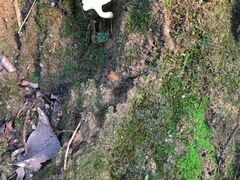 -金鸡山公园