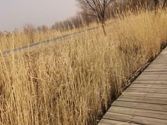 -野鸭湖国家湿地公园