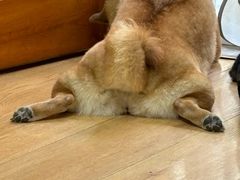 -是阿柴呀！柴犬咖啡·爱喵喵猫咖