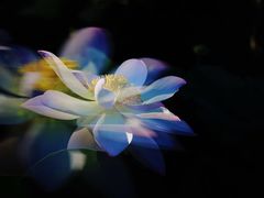-荷塘月色湿地公园·向阳花洲
