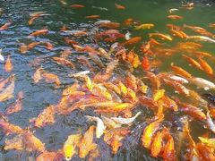 -千岛湖东南湖区