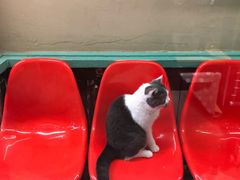 -猫咪博物馆(顶澳仔猫街店)