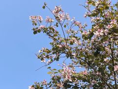 -海珠湖公园