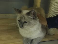 -喵的天空名猫咖啡馆·撸猫·猫舍·用品