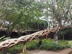 -瑞丽独树成林风景区