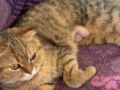 -达爱动物医院·犬猫分区·CT·复杂眼科(远洋山水分院)