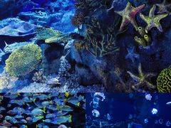 -海合安武汉极地海洋公园