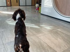 -北京派仕佳德动物医院·超导核磁·CT·神经科·骨科·内外科·急重症管理中心