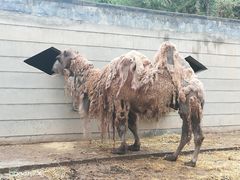 -青藏高原野生动物园