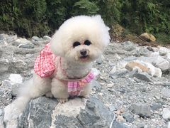 -帕帕拉兹宠物(亚洲旗舰店)