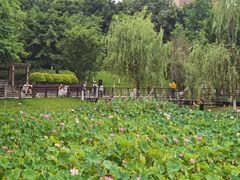 -沐仙湖湿地公园
