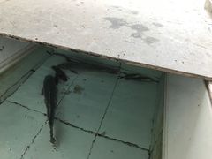 -金台阶鱼馆(于桥水库店)