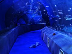 -太平洋海底世界