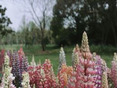 -上海滨江森林公园
