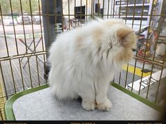 -北京福耀玻璃(总店)