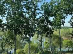-马家湾湿地公园
