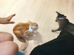 -Umiao与猫咖啡 猫咖