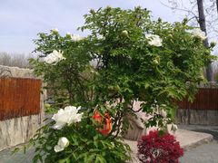 -合肥滨湖国家森林公园