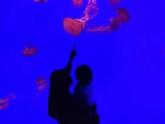 -瑞普利水族馆