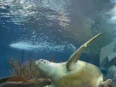 -上海海洋水族馆