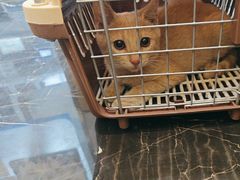 -宠颐生斯嘉宠物医院·急重症·心内科(谷阳北路分院)
