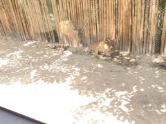 -上海野生动物园