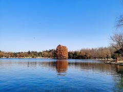 -上海共青森林公园