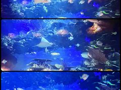 -迪拜帆船酒店海底餐厅