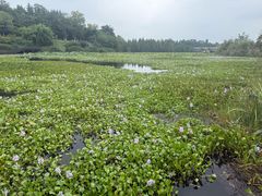-白鹭湾湿地公园
