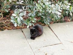 -西湖外事游船(花港观鱼码头)