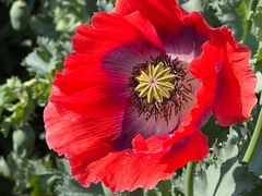 -国家植物园南园