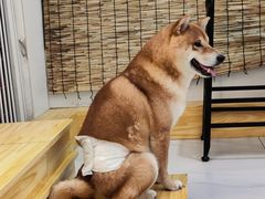 -柴源莊·柴小宠柴犬咖啡