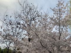 -西安青龙寺遗址景区